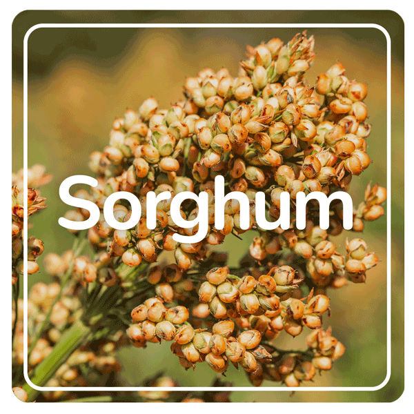 Sorghum results