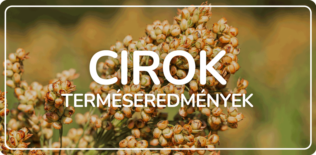 Cirok terméseredmények