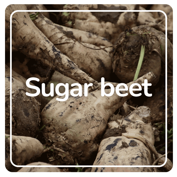 Sugar beet results