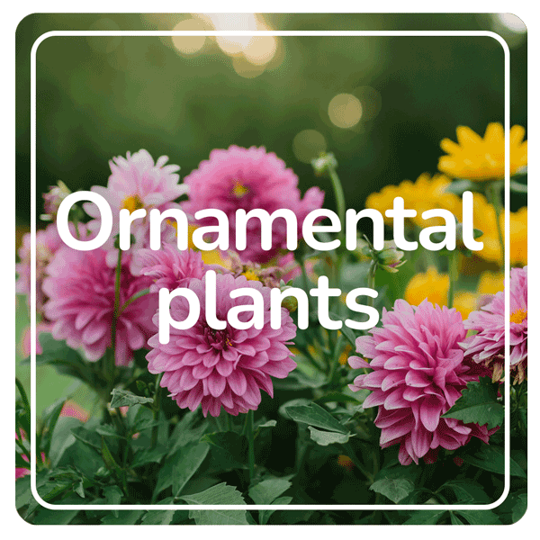Ornamental plants results