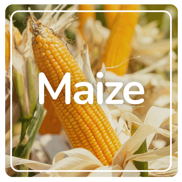 Maize results