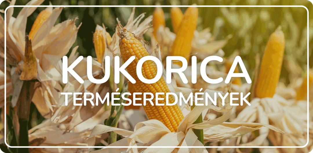 Kukorica terméseredmények