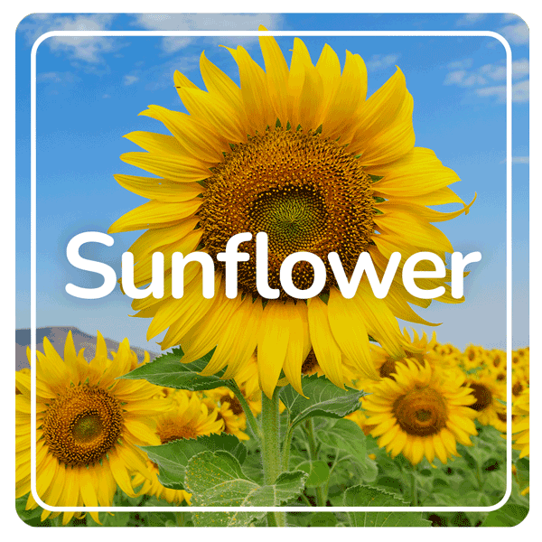 Sunflower results