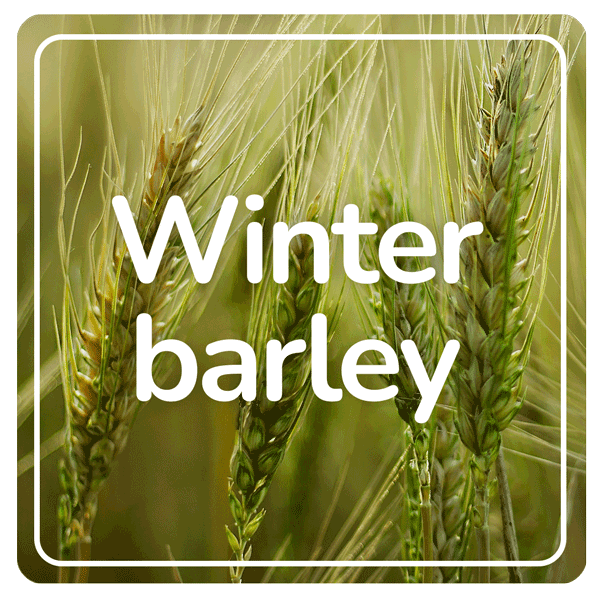 Winter barley results