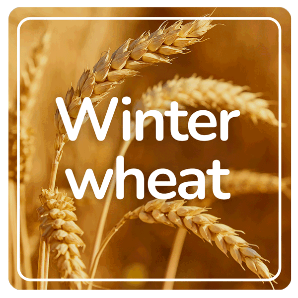 Winter wheat results