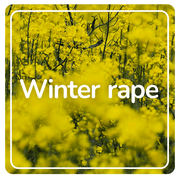 Winter rape results