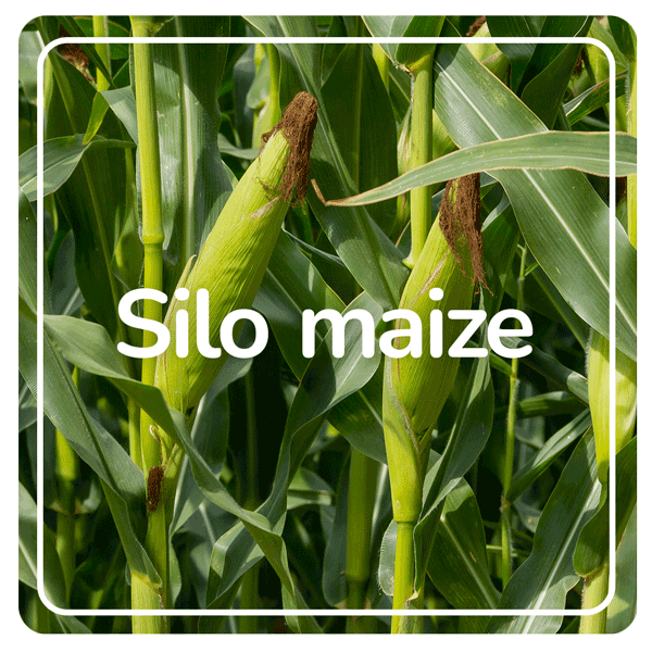 Silo maize results