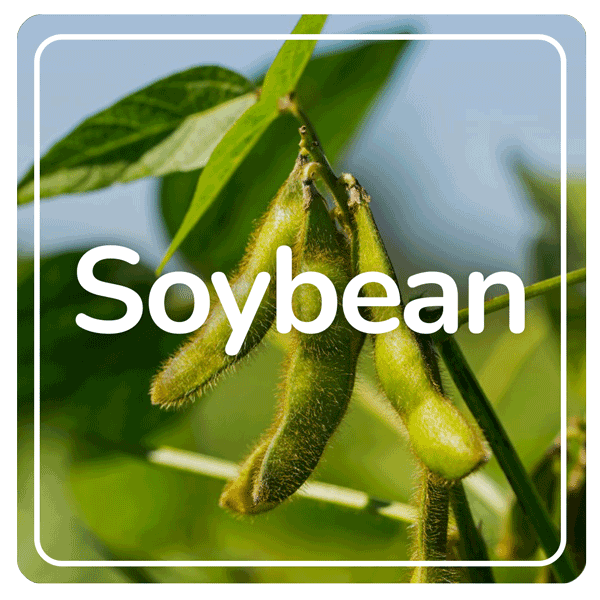 Soybean results